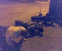 diversoes todas as noites