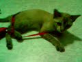 ??????? mycat playing  23 09 2550