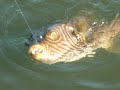 Massive Puffer Fish Massive Puffer Fish