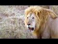 Lions awake wildlife with ferocious morning roars - BBC wildlife