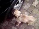 une petite vid�o le lendemain de l'arriv�e de bouba � la maison...elle �tait toute petite!!!