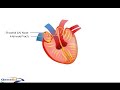 Electrophysiology of the Heart