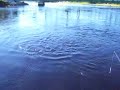Mackeral
