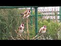 Ivan – goldfinches singing