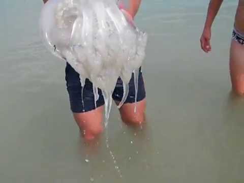 У Кирилівці виловили величезну медузу (відео)