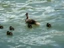 Bouledogue français Vanille au Bois de Boulogne