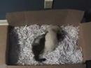 2 Ferrets 1 Box Part 2