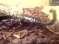 Mein Skorpion Balduin beim graben