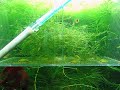 July 1, 2008: Pseudotropheus Saulosi babies 2