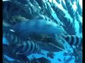 Oceanic @ Elphinstone Oceanic @ Elphinstone