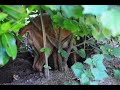 Click here to watch this video Tiara baut ihre Wurfkiste