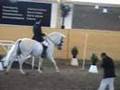 Lusitanos avelsvärdering
