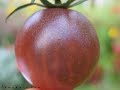film promotionnel du site http://tomodori.com. le site sur les vari�t�s anciennes de tomates.