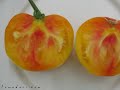 film promotionnel du site http://tomodori.com. le site sur les vari�t�s anciennes de tomates.