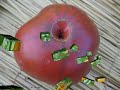 film promotionnel du site http://tomodori.com. le site sur les vari�t�s anciennes de tomates.