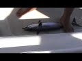 Caribbean Fish Killin