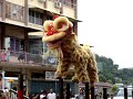 lion dance Sandakan manwoo part 2 lion dance Sandakan manwoo part 2