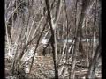 Guarda video