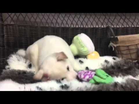 Gorgeous & Playful Cream Shiba