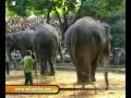 videos de sri lanka National zoological gardens Dehiwala