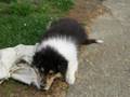 My-little-collie-2