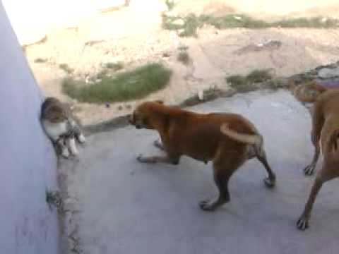 pelea gatos