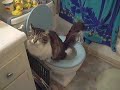 Cat peeing in toilet Cat peeing in toilet