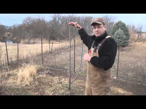 how to transplant a small apple tree