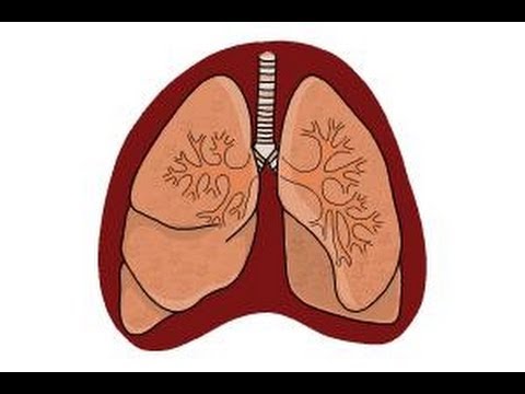 how to draw lungs