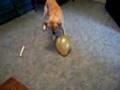 dog-and-balloon