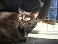Save-A-Pet Cats for Adoption in Grayslake, IL Save-A-Pet Cats for Adoption in Grayslake, IL