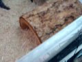 How to care for a Ball python