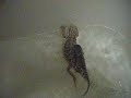 bearded dragons swimming