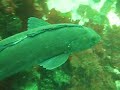 Ling cod