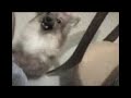 Chilli - a chata - 2� parte