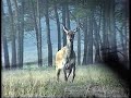Onrust in een roedel edelherten [Veluwe]