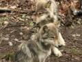 Wolves - Photograph Wolves - Photograph