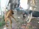 Bloodhound video