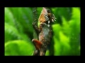 Eco Tourism Introduction Film