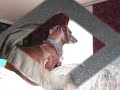 My fur babies