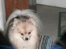 My fur babies