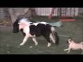 Pug vs. Mini Horse Pug vs. Mini Horse