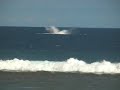 Baleines Saint Leu Baleines Saint Leu