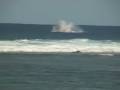 Baleines Saint Leu