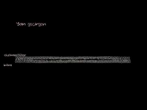 FİZYOLOJİ - HÜCRE ÇEPERİNE GİRİŞ