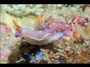 Underwater Scuba Photo Favorites