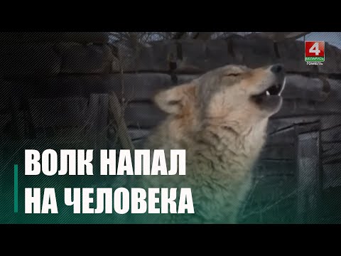 Волк напал на мужчину в Хойникском районе видео