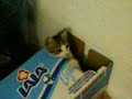 Vishy jugando