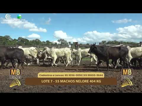 527� LEIL�O VIRTUAL MB LEIL�ES