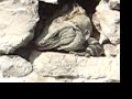 Mayan Ruins At Tulum (YouTube Edition) Mayan Ruins At Tulum (YouTube Edition)